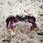 Southern California shore crab