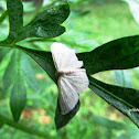 cream wave moth