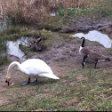 Mute swan and Canada goose