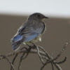 Western Bluebird (juvenile)