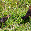 Boat-tailed Grackle (female and fledgling)