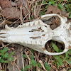 Virginia opossum (skull)