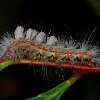 Caterpillar