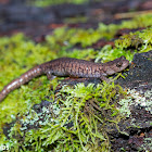 Sacramento Mountain Salamander
