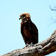 Bateleur