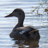 Gadwall; Anade Friso