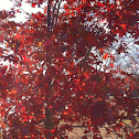 Red oak