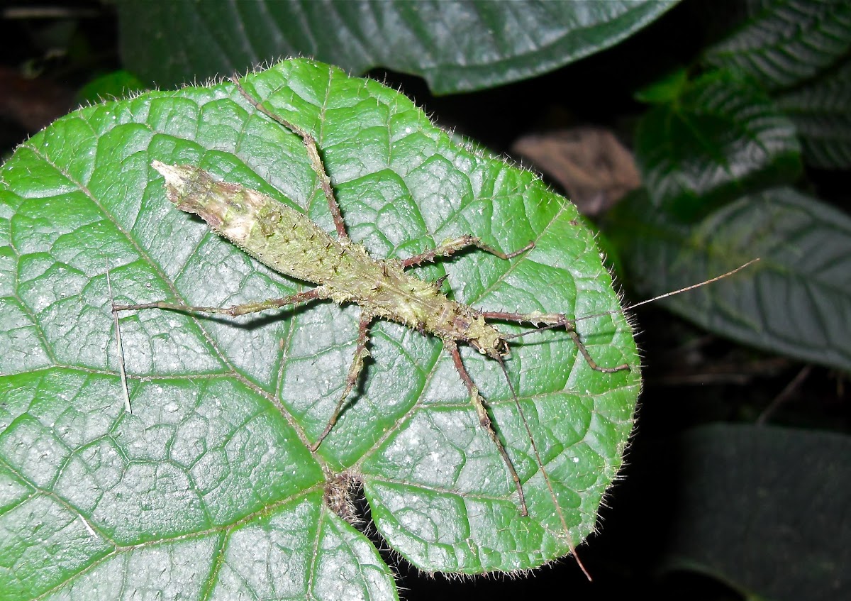 Stick insect sp.