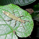 Stick insect sp.