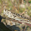 American Bird Grasshopper