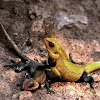 Oriental garden lizard