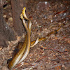 Male rat snake fight