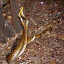 Male rat snake fight
