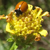 California Ladybug