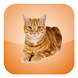 Cat Screen Cleaner
