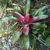 Pink plant