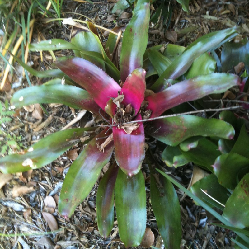 Pink plant