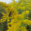 Goldenrod Soldier Beetles Mating