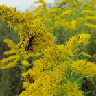 Goldenrod Soldier Beetles Mating