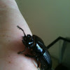 Bess Beetle; Horned Passalus