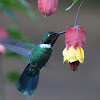 Wedge-billed Hummingbird