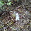 Hickory Tussock Moth (caterpillar)