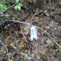 Hickory Tussock Moth (caterpillar)