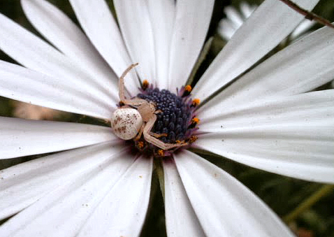 Flower Crab spider.