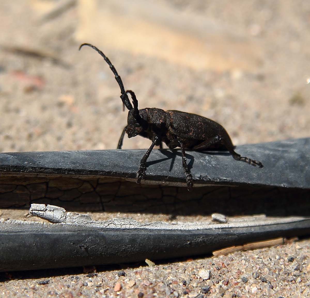 Weaver beetle