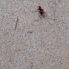 Velvent Ant