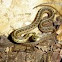 Common Garter Snake