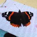 Red Admiral