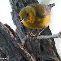 Prothonotary warbler, female