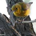 Prothonotary warbler, female