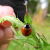 Spottless Ladybird Beetle