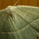 Light Emerald Moth