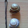 White lipped snail (Gartenbänderschnecke, Schnirkelschnecke)