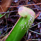 Hooded pitcher plant
