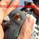 Racing Pigeon icon