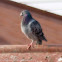 Feral Pigeon