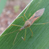 Leaf Hopper Assassin Bug