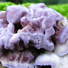 Silverleaf Fungus 