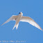 Little Tern; Charrancito