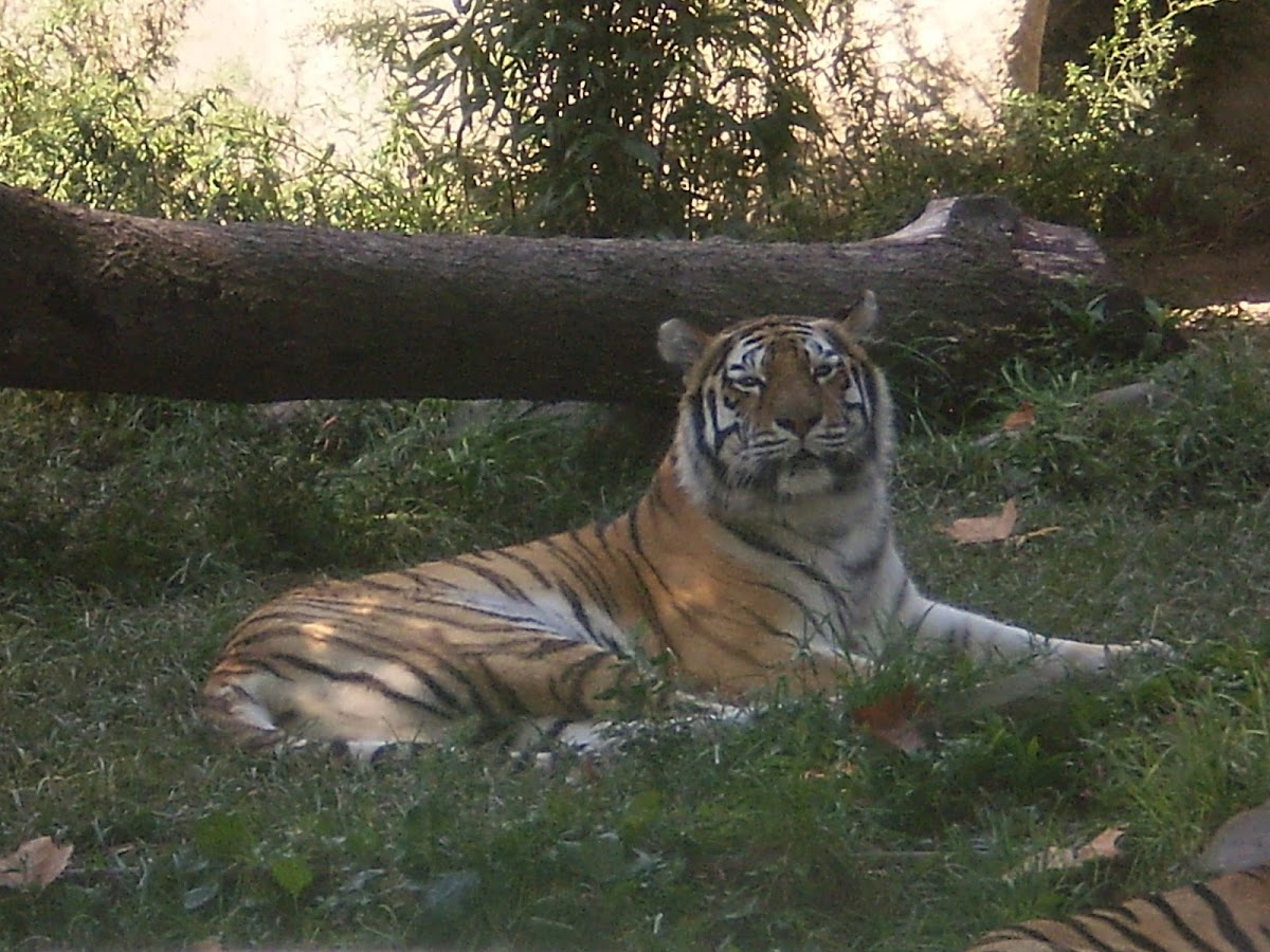 Amur Tiger or Siberian Tiger