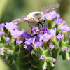 Bee Fly