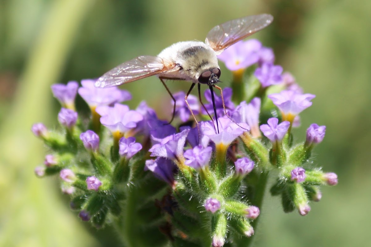 Bee Fly