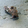 Case moth caterpillar