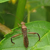 Texas Bow-legged Bug