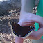 Mourning Cloak Butterfly