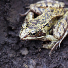 European common frog